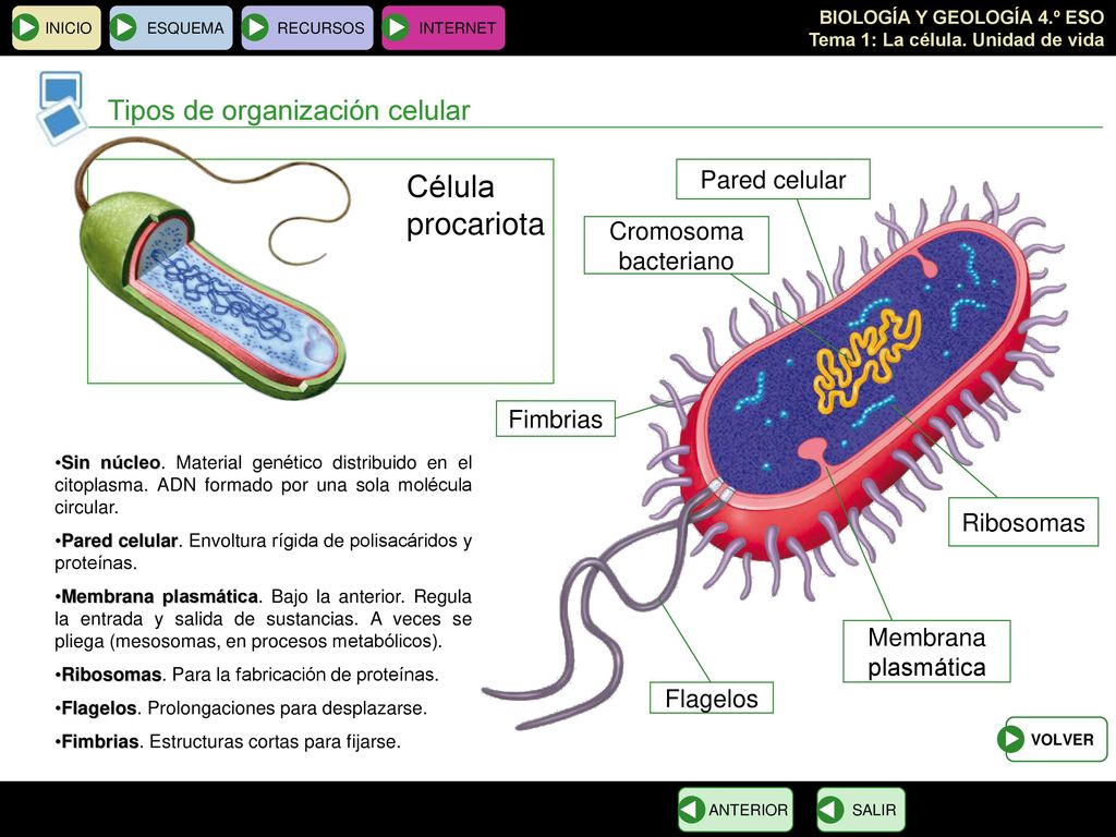 Célula procariota Tipos de organización celular Pared celular