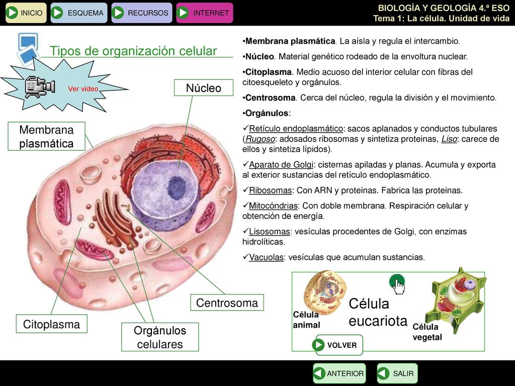 eucariota Tipos de organización celular Célula Núcleo