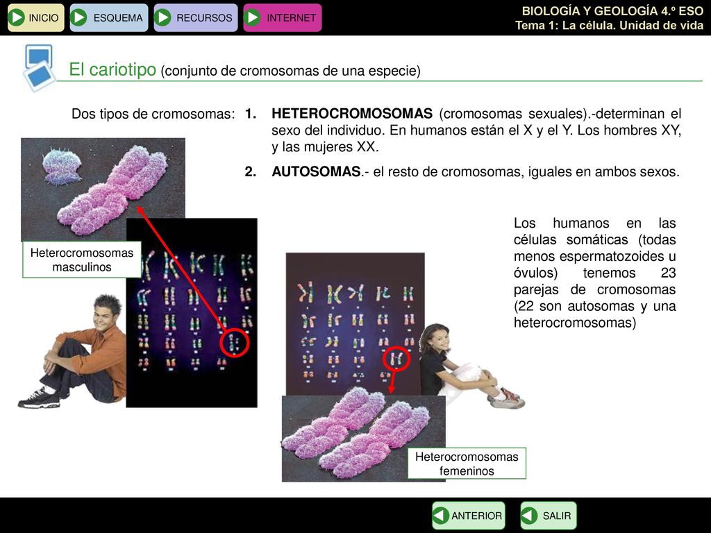El cariotipo (conjunto de cromosomas de una especie)