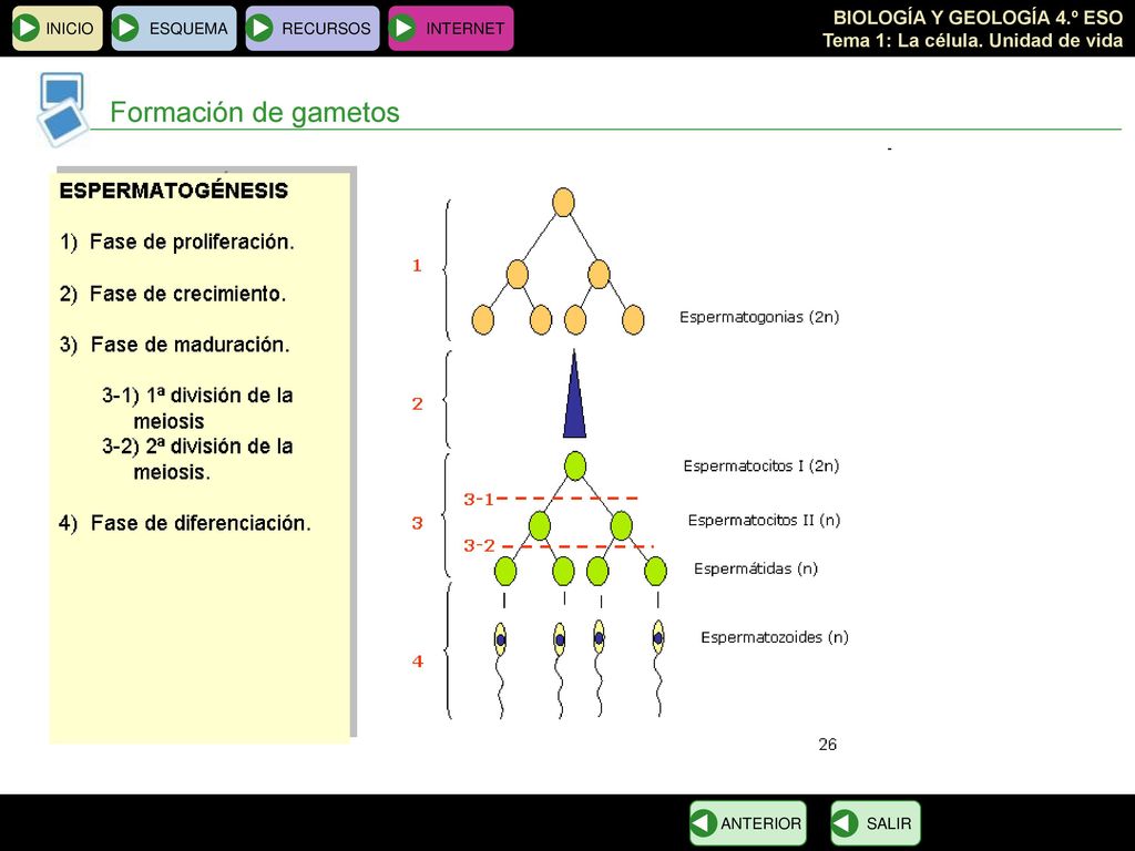 INICIO ESQUEMA RECURSOS INTERNET Formación de gametos ANTERIOR SALIR