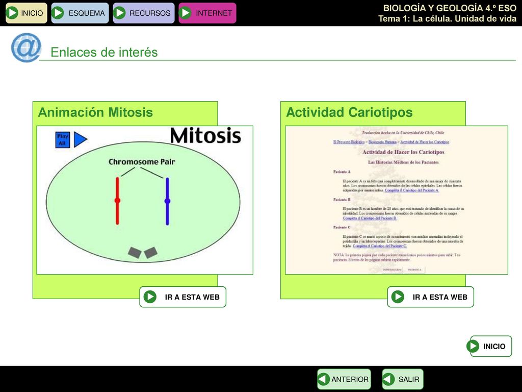 Enlaces de interés Animación Mitosis Actividad Cariotipos INICIO