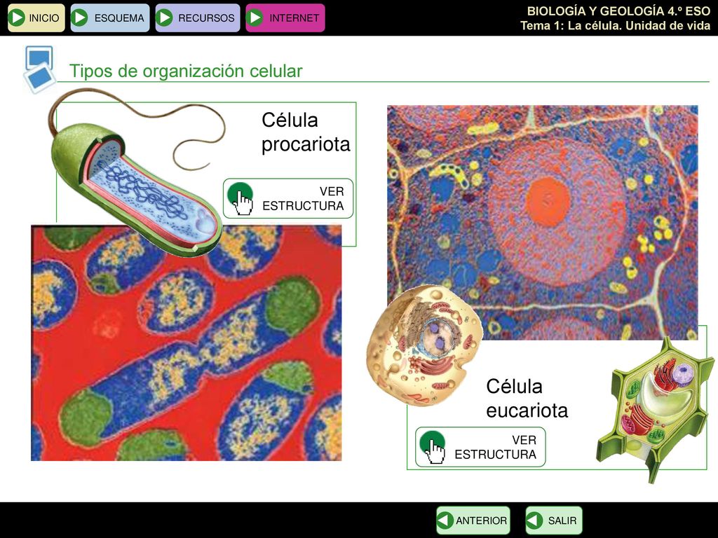 Célula procariota eucariota Tipos de organización celular Célula