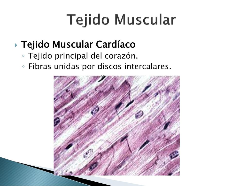 Tejido Muscular Tejido Muscular Cardíaco Tejido principal del corazón.