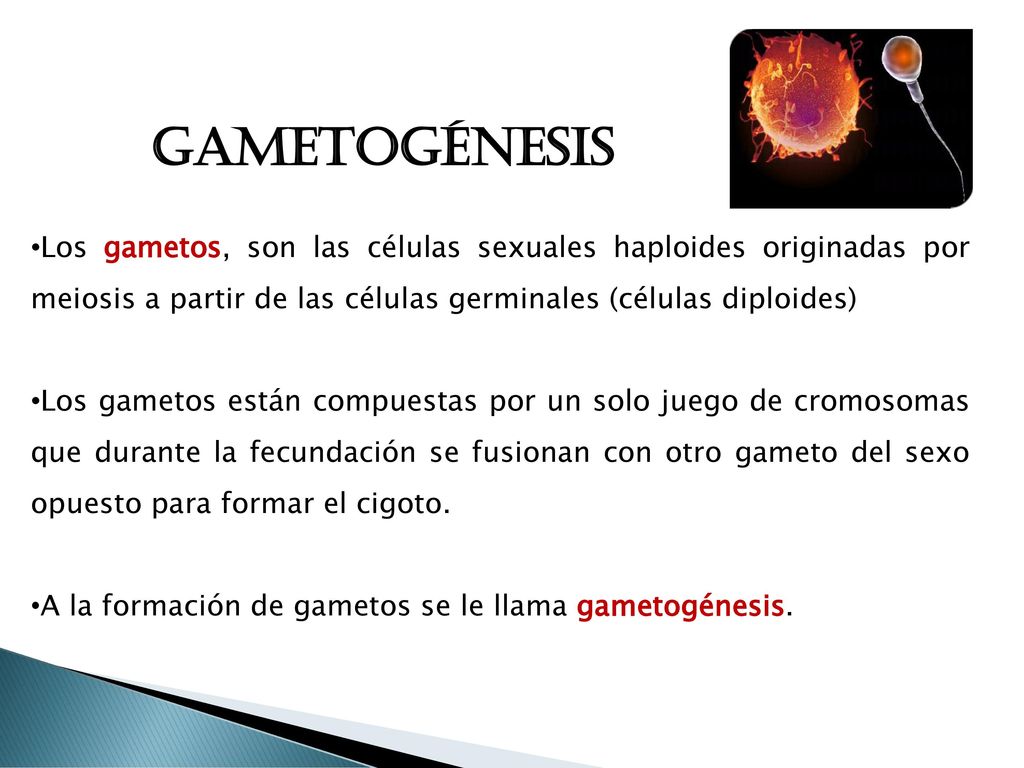 GAMETOGÉNESIS Los gametos, son las células sexuales haploides originadas por meiosis a partir de las células germinales (células diploides)