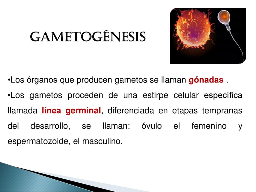 GAMETOGÉNESIS Los órganos que producen gametos se llaman gónadas .