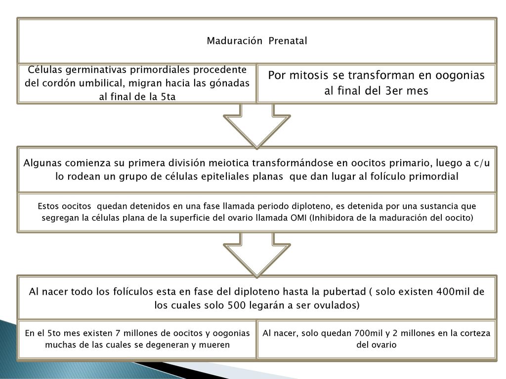 OVOGENESIS Por mitosis se transforman en oogonias al final del 3er mes