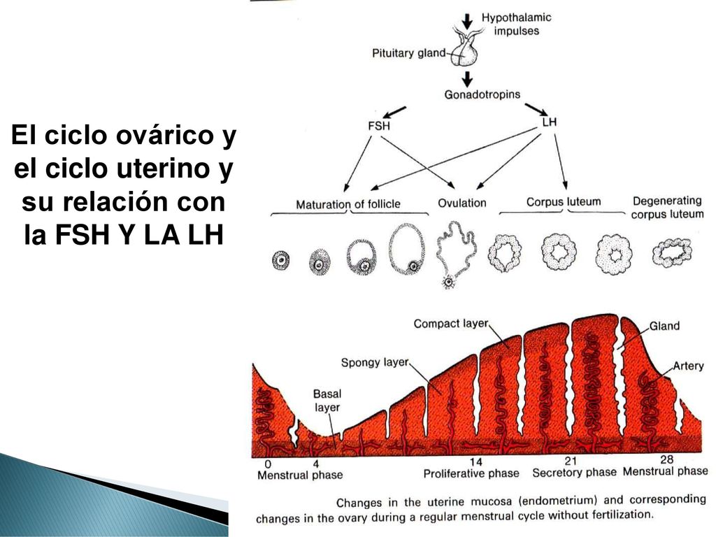 El ciclo ovárico y el ciclo uterino y su relación con la FSH Y LA LH