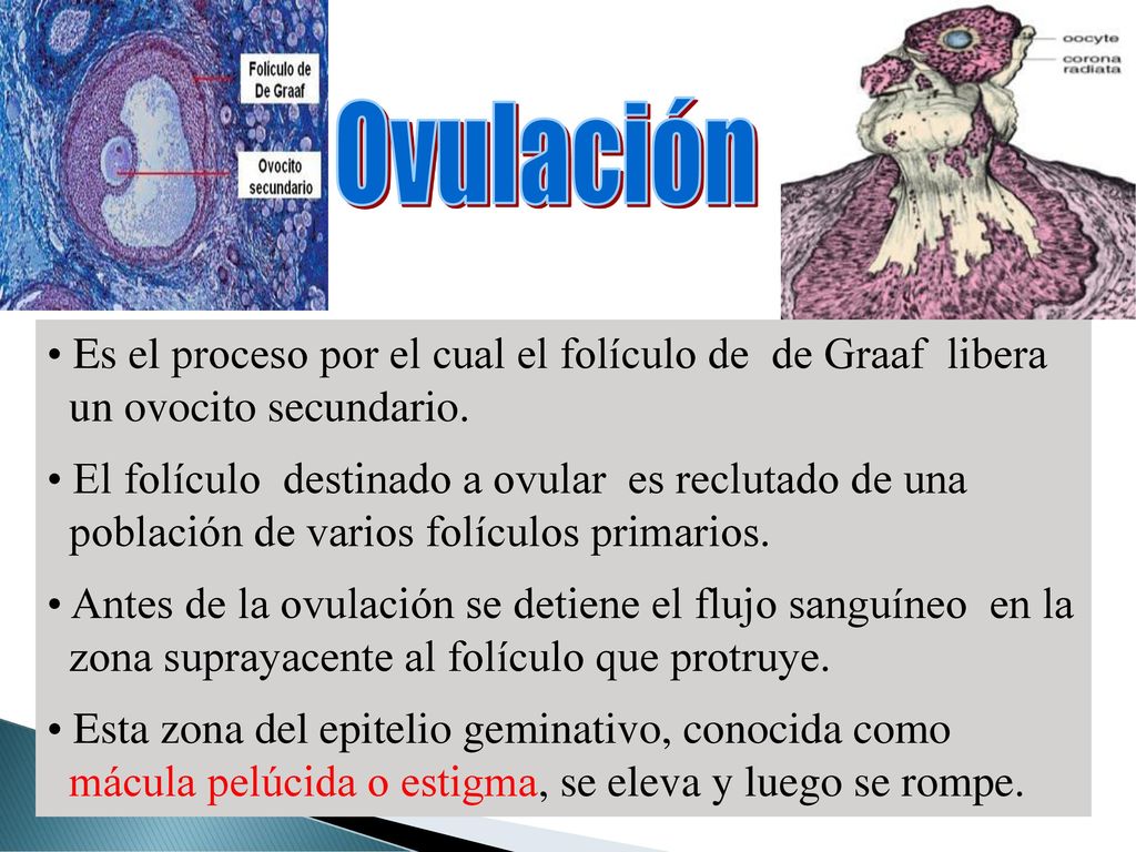 Ovulación Es el proceso por el cual el folículo de de Graaf libera