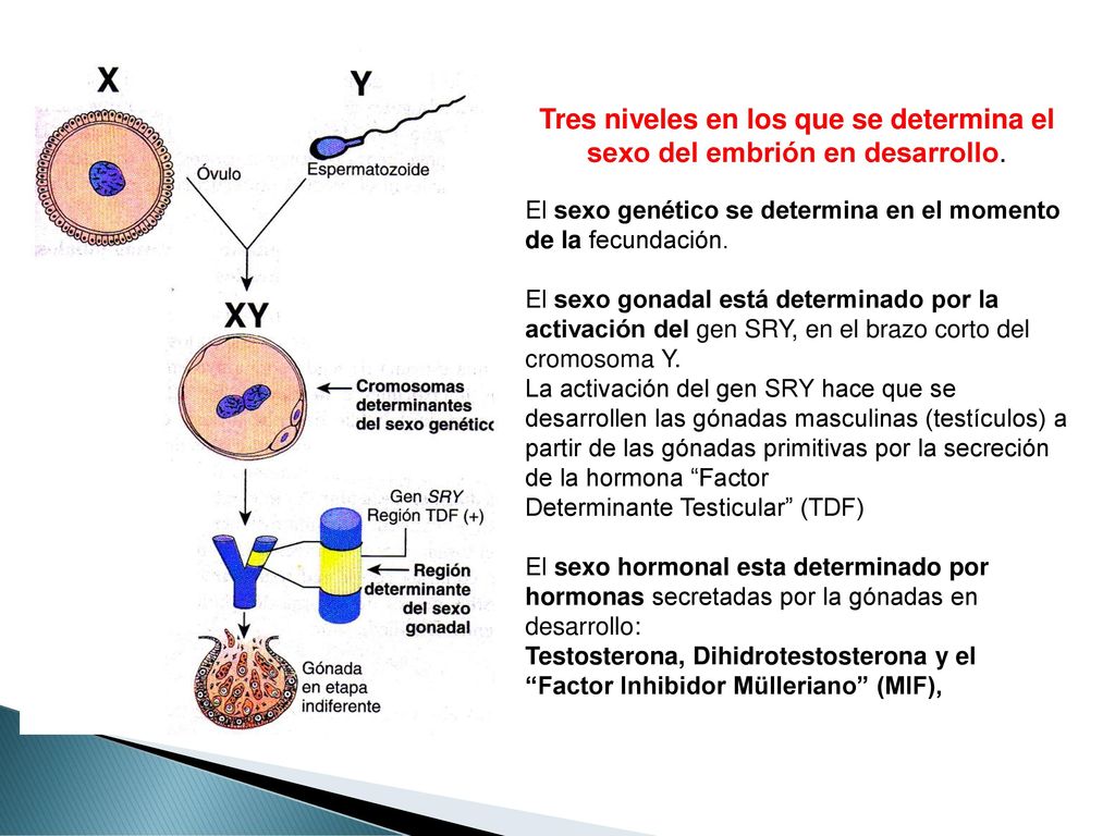 Tres niveles en los que se determina el sexo del embrión en desarrollo.