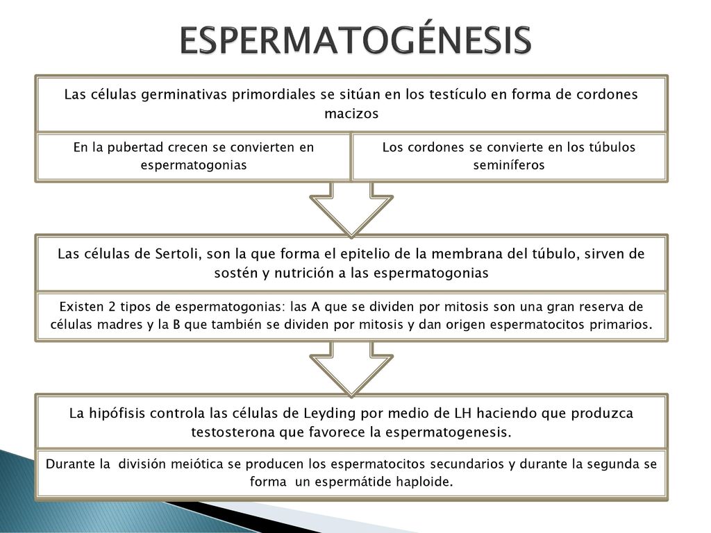 ESPERMATOGÉNESIS Las células germinativas primordiales se sitúan en los testículo en forma de cordones macizos.