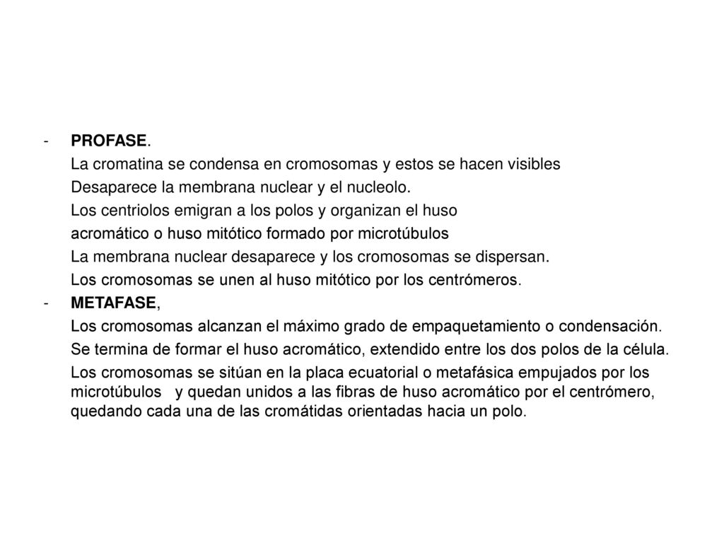 PROFASE. La cromatina se condensa en cromosomas y estos se hacen visibles. Desaparece la membrana nuclear y el nucleolo.