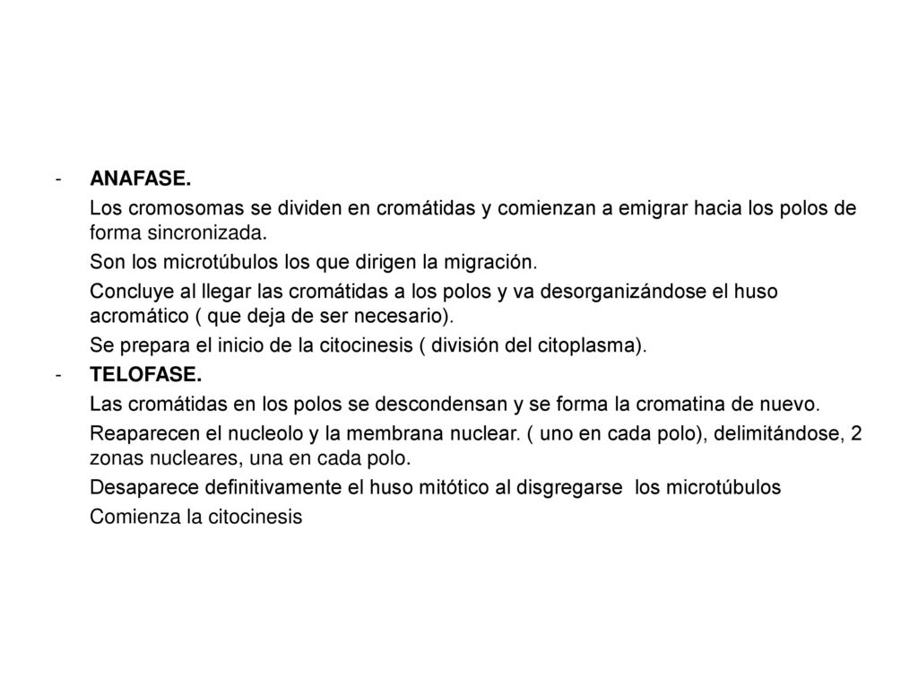 ANAFASE. Los cromosomas se dividen en cromátidas y comienzan a emigrar hacia los polos de forma sincronizada.