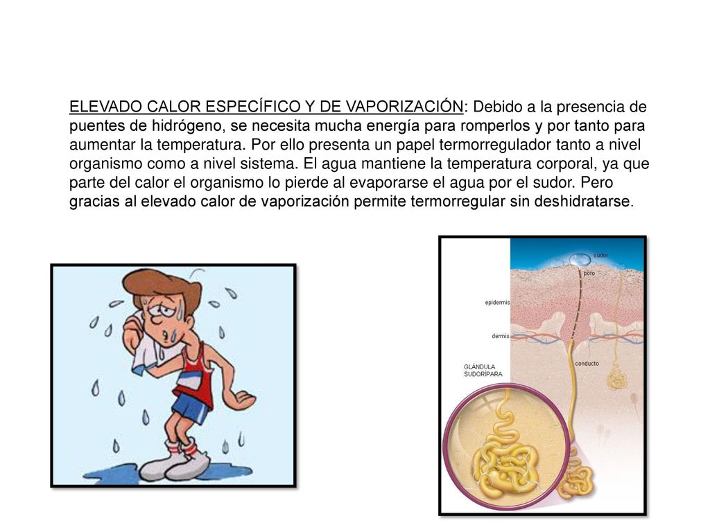 ELEVADO CALOR ESPECÍFICO Y DE VAPORIZACIÓN: Debido a la presencia de puentes de hidrógeno, se necesita mucha energía para romperlos y por tanto para aumentar la temperatura.