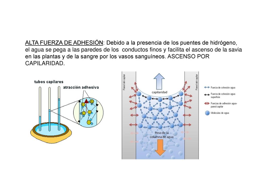 ALTA FUERZA DE ADHESIÓN: Debido a la presencia de los puentes de hidrógeno, el agua se pega a las paredes de los conductos finos y facilita el ascenso de la savia en las plantas y de la sangre por los vasos sanguíneos.