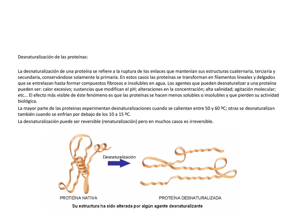 Desnaturalización de las proteínas: La desnaturalización de una proteína se refiere a la ruptura de los enlaces que mantenían sus estructuras cuaternaria, terciaria y secundaria, conservándose solamente la primaria.