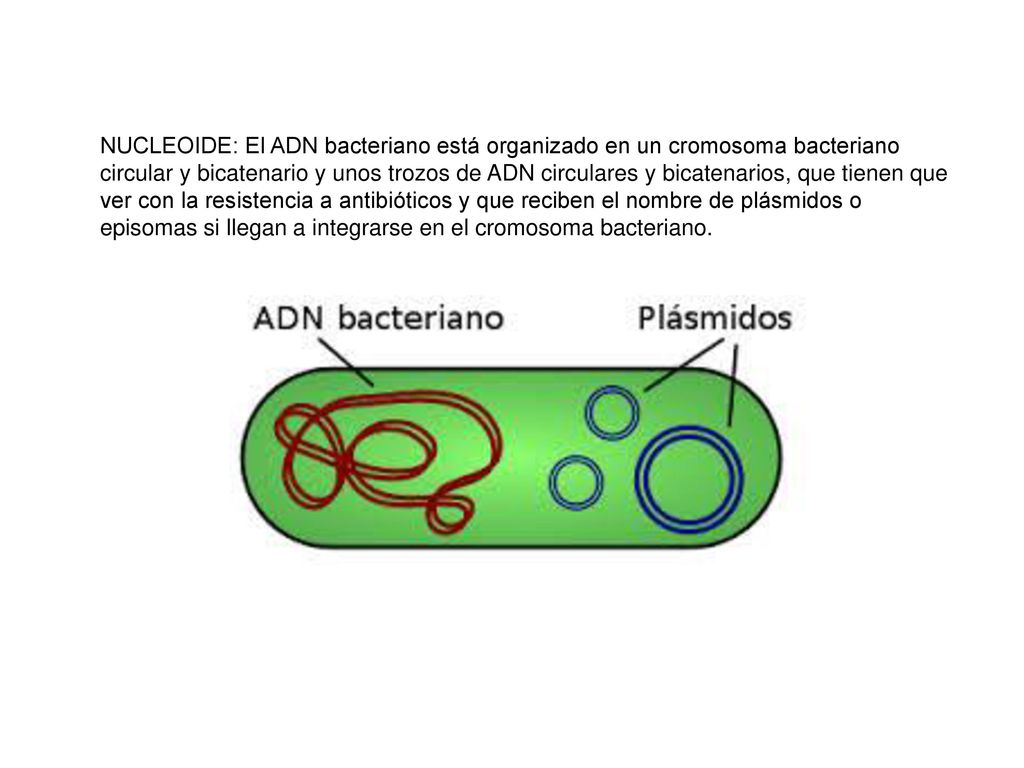 NUCLEOIDE: El ADN bacteriano está organizado en un cromosoma bacteriano circular y bicatenario y unos trozos de ADN circulares y bicatenarios, que tienen que ver con la resistencia a antibióticos y que reciben el nombre de plásmidos o episomas si llegan a integrarse en el cromosoma bacteriano.
