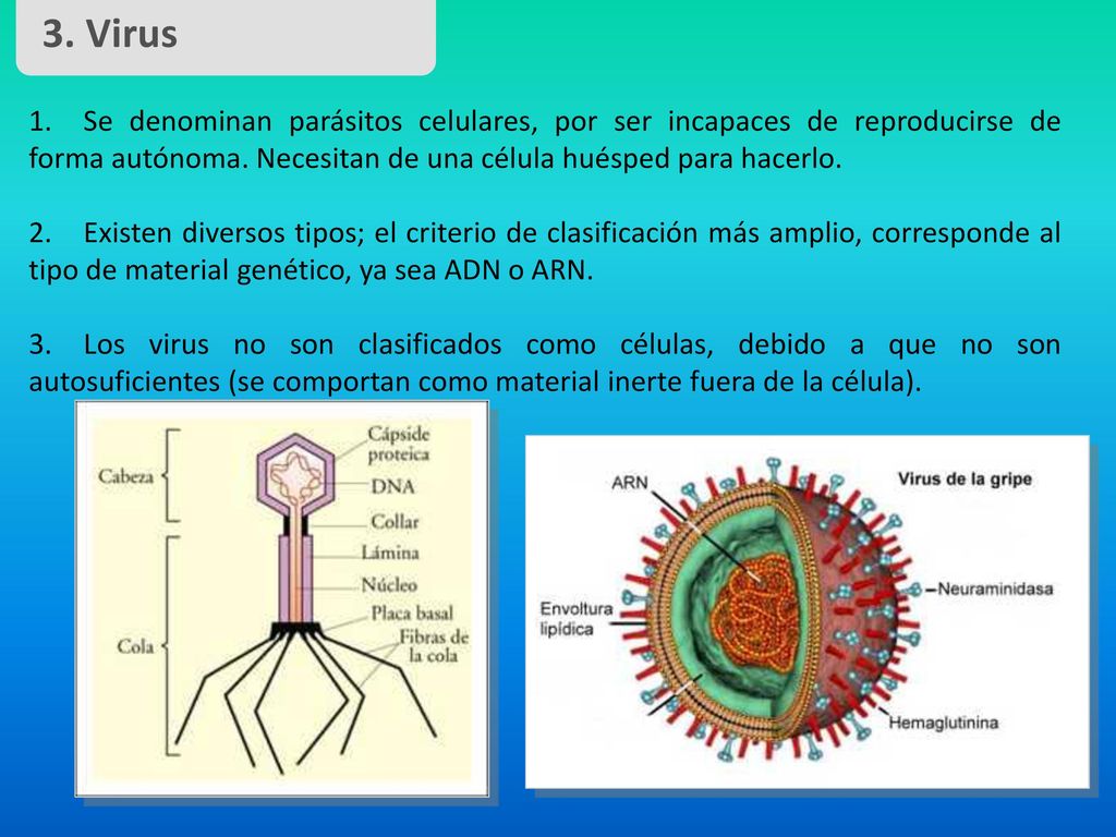 3. Virus 1. Se denominan parásitos celulares, por ser incapaces de reproducirse de forma autónoma. Necesitan de una célula huésped para hacerlo.