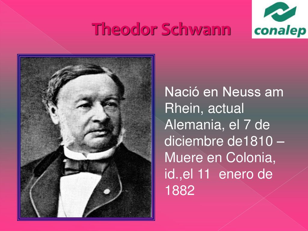 Theodor Schwann Nació en Neuss am Rhein, actual Alemania, el 7 de diciembre de1810 – Muere en Colonia, id.,el 11 enero de