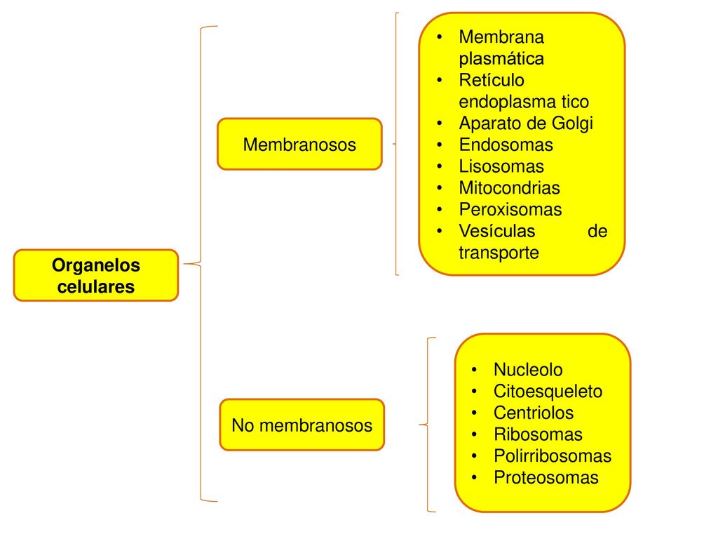 Membrana plasmática Retículo endoplasma tico. Aparato de Golgi. Endosomas. Lisosomas. Mitocondrias.