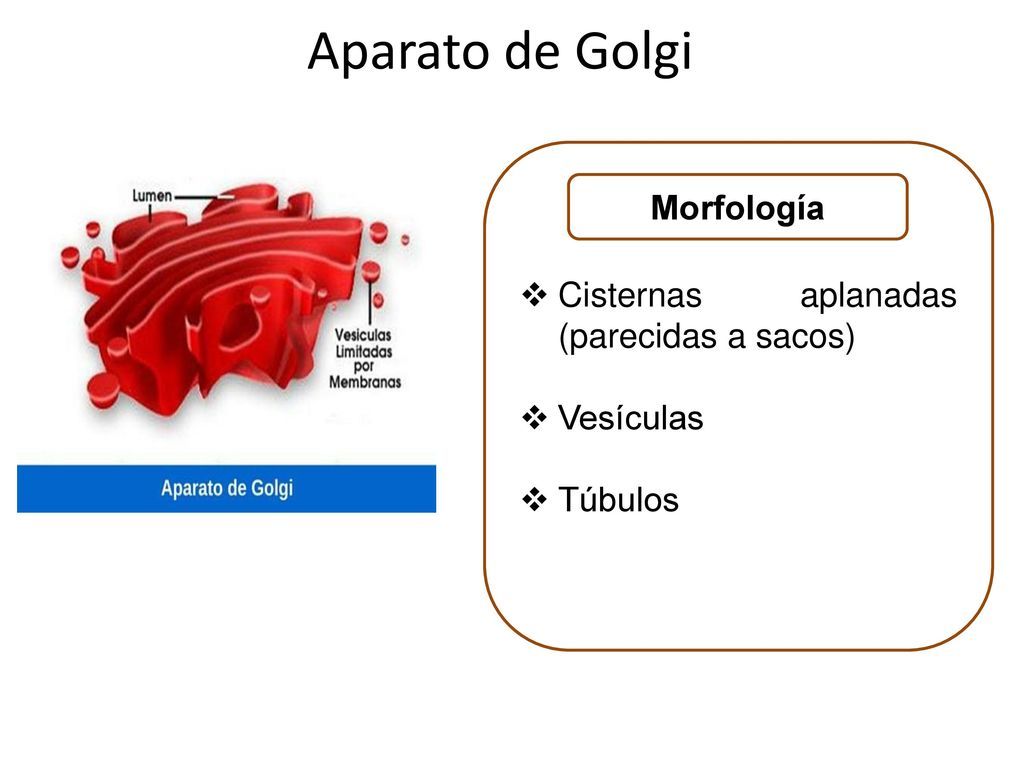 Aparato de Golgi Morfología Cisternas aplanadas (parecidas a sacos)