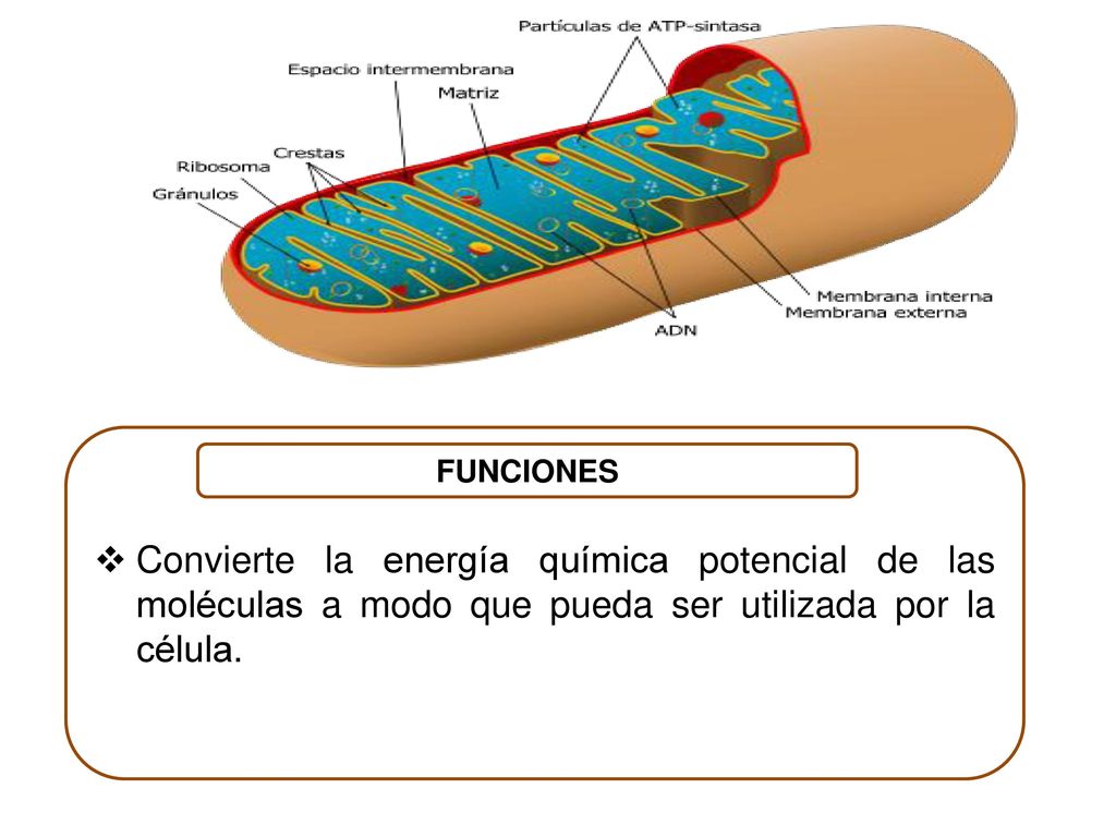Convierte la energía química potencial de las moléculas a modo que pueda ser utilizada por la célula.