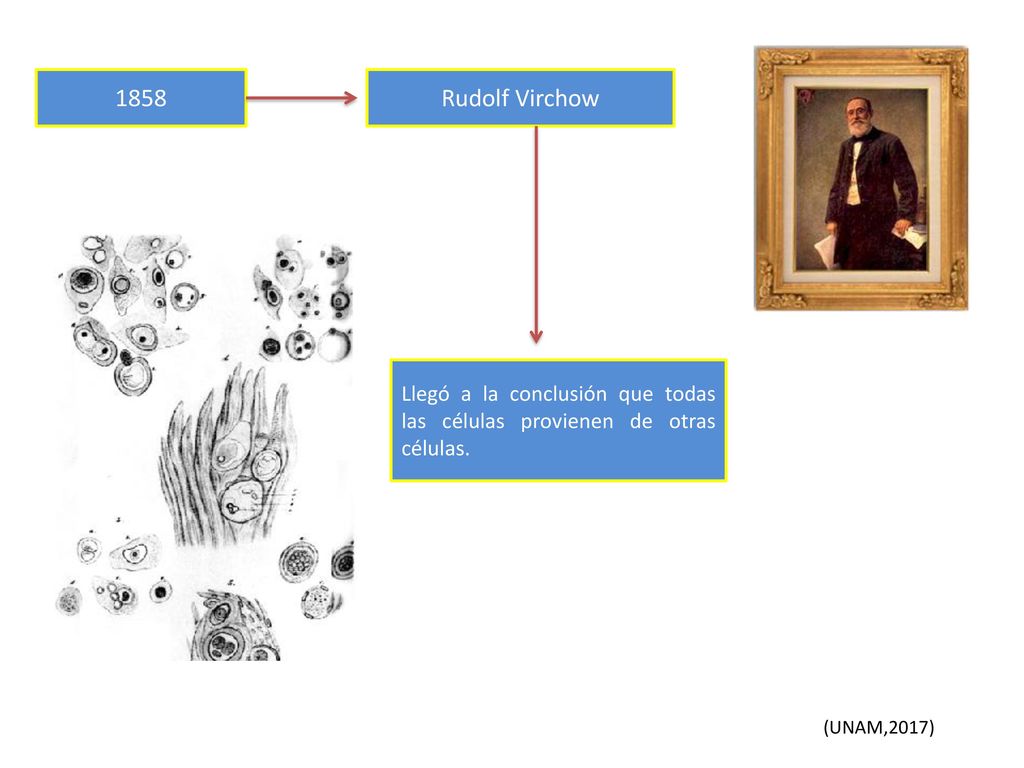 1858 Rudolf Virchow. Llegó a la conclusión que todas las células provienen de otras células.