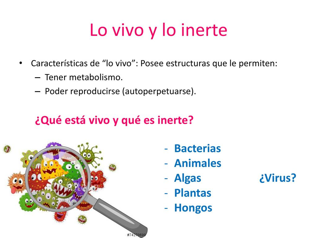 Lo vivo y lo inerte ¿Qué está vivo y qué es inerte Bacterias Animales