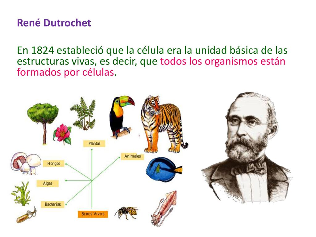 René Dutrochet En 1824 estableció que la célula era la unidad básica de las estructuras vivas, es decir, que todos los organismos están formados por células.