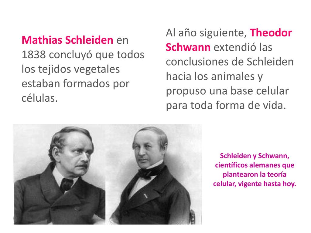 Al año siguiente, Theodor Schwann extendió las conclusiones de Schleiden hacia los animales y propuso una base celular para toda forma de vida.