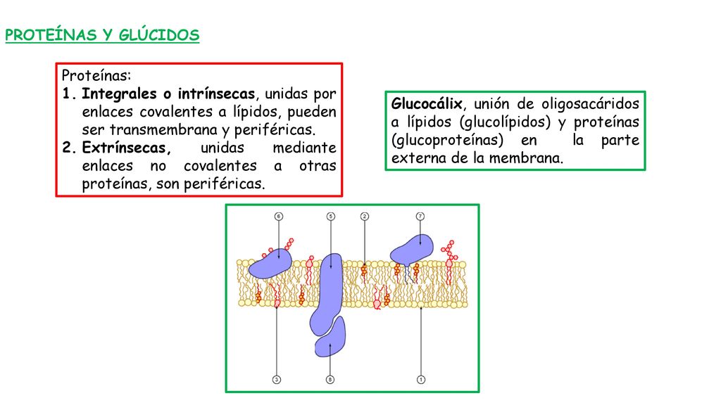 PROTEÍNAS Y GLÚCIDOS Proteínas: Integrales o intrínsecas, unidas por enlaces covalentes a lípidos, pueden ser transmembrana y periféricas.