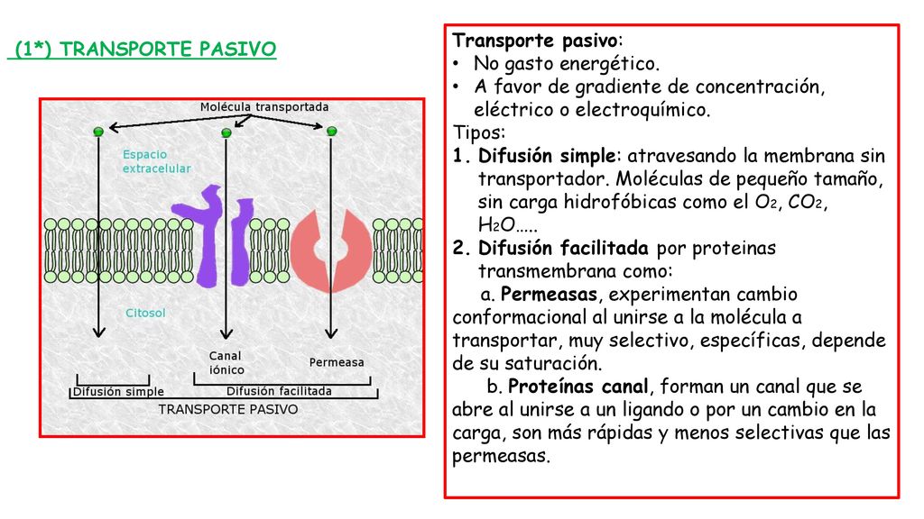 (1*) TRANSPORTE PASIVO Transporte pasivo: No gasto energético. A favor de gradiente de concentración, eléctrico o electroquímico.