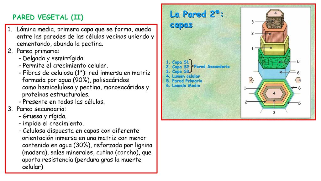 PARED VEGETAL (II) Lámina media, primera capa que se forma, queda entre las paredes de las células vecinas uniendo y cementando, abunda la pectina.
