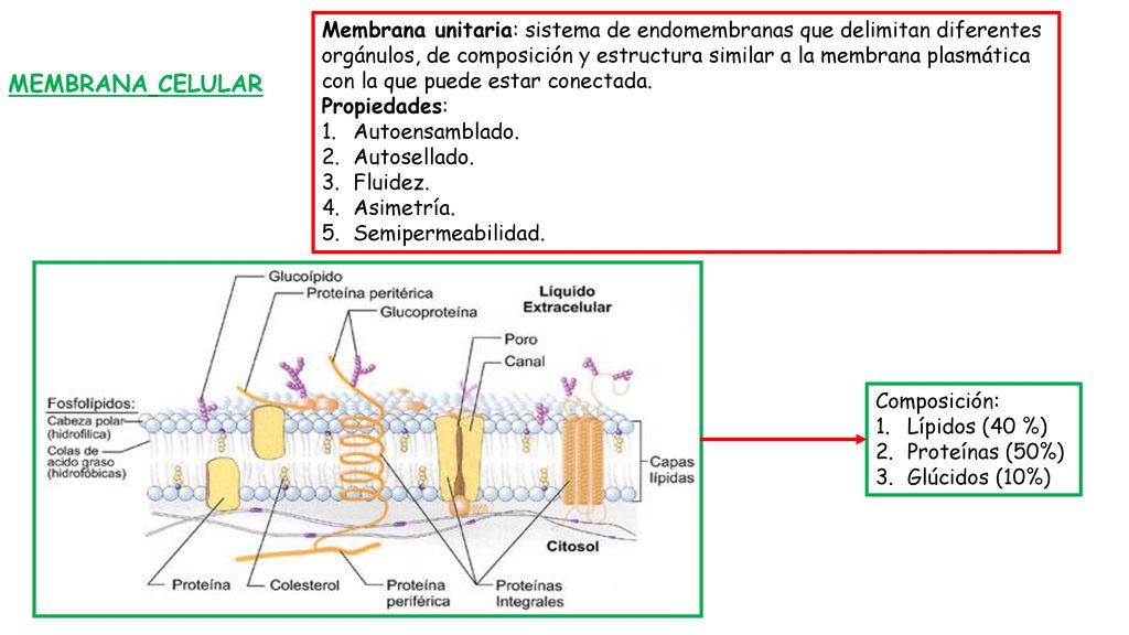 Membrana unitaria: sistema de endomembranas que delimitan diferentes orgánulos, de composición y estructura similar a la membrana plasmática con la que puede estar conectada.