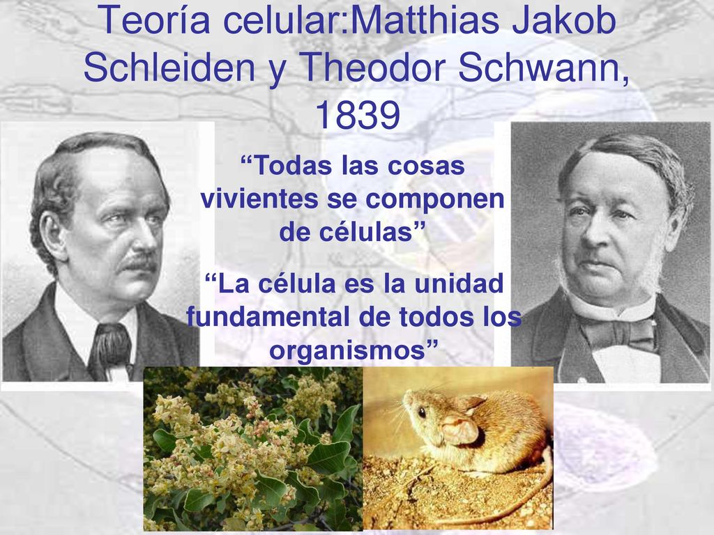 Teoría celular:Matthias Jakob Schleiden y Theodor Schwann, 1839