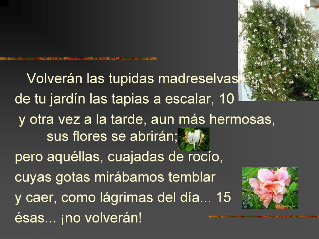 Volverán las tupidas madreselvas de tu jardín las tapias a escalar, 10 y otra vez a la tarde, aun más hermosas, sus flores se abrirán; pero aquéllas, cuajadas de rocío, cuyas gotas mirábamos temblar y caer, como lágrimas del día...