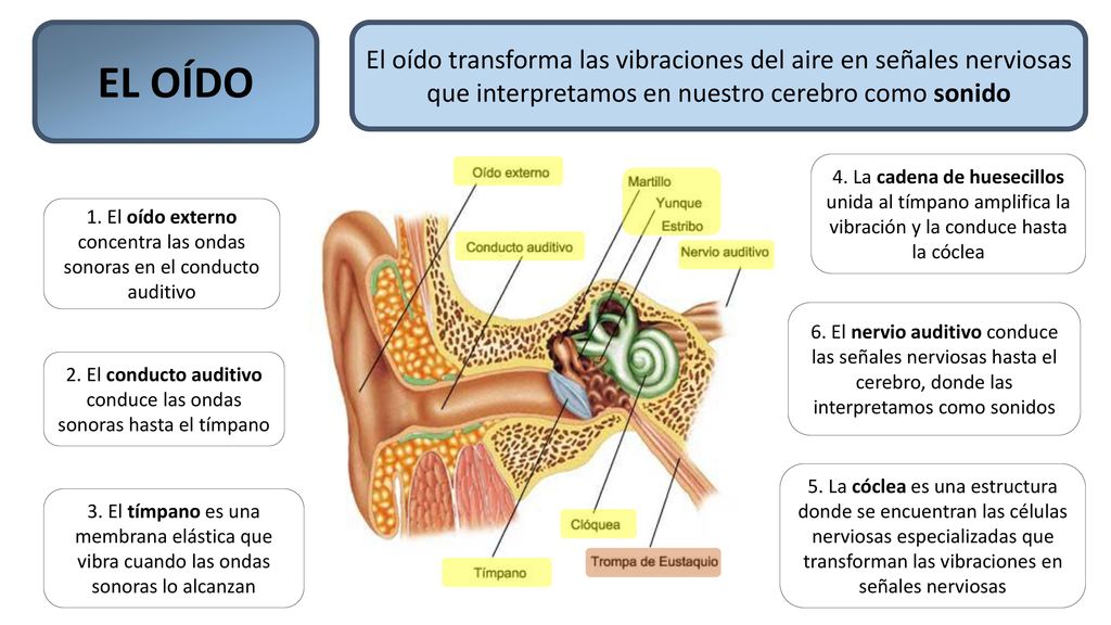 EL OÍDO El oído transforma las vibraciones del aire en señales nerviosas que interpretamos en nuestro cerebro como sonido.