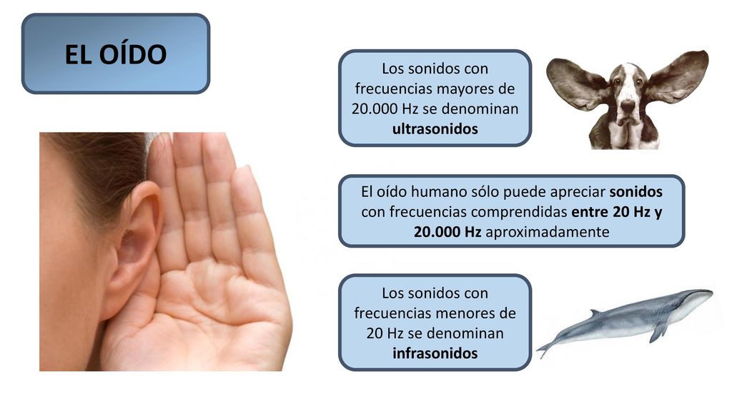 Los sonidos con frecuencias menores de 20 Hz se denominan infrasonidos