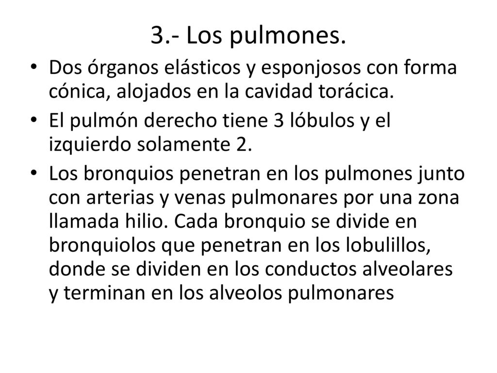 3.- Los pulmones. Dos órganos elásticos y esponjosos con forma cónica, alojados en la cavidad torácica.