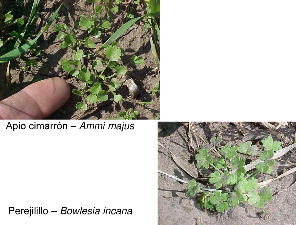 bb Apio cimarrón – Ammi majus Perejilillo – Bowlesia incana