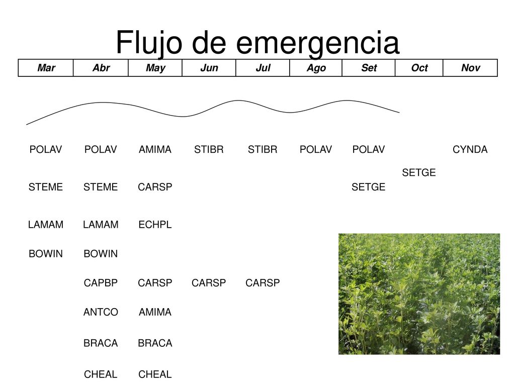 Flujo de emergencia Mar Abr May Jun Jul Ago Set Oct Nov POLAV AMIMA