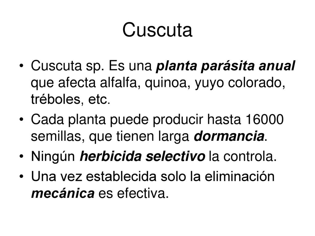 Cuscuta Cuscuta sp. Es una planta parásita anual que afecta alfalfa, quinoa, yuyo colorado, tréboles, etc.