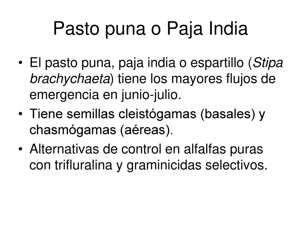 Pasto puna o Paja India El pasto puna, paja india o espartillo (Stipa brachychaeta) tiene los mayores flujos de emergencia en junio-julio.