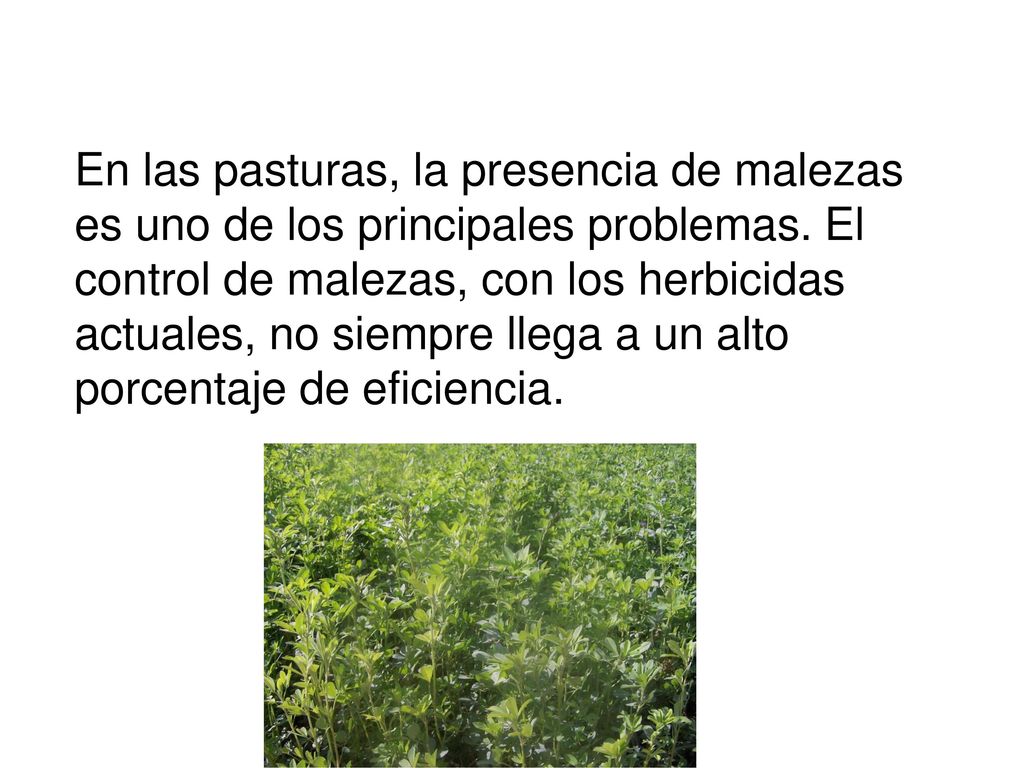 En las pasturas, la presencia de malezas es uno de los principales problemas. El control de malezas, con los herbicidas actuales, no siempre llega a un alto porcentaje de eficiencia.