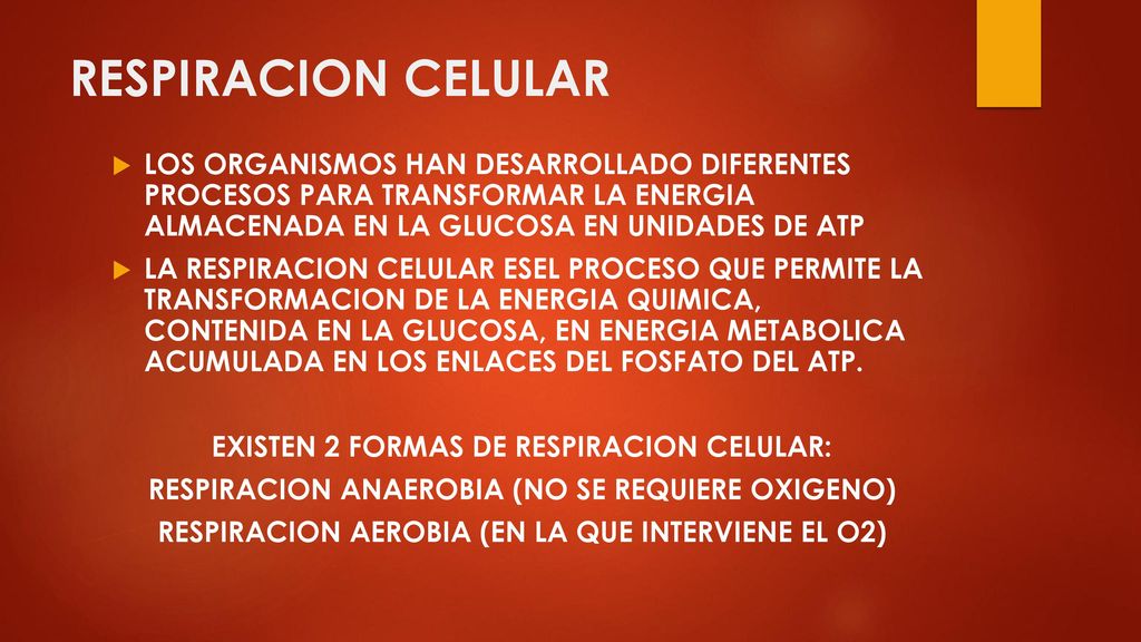 RESPIRACION CELULAR LOS ORGANISMOS HAN DESARROLLADO DIFERENTES PROCESOS PARA TRANSFORMAR LA ENERGIA ALMACENADA EN LA GLUCOSA EN UNIDADES DE ATP.