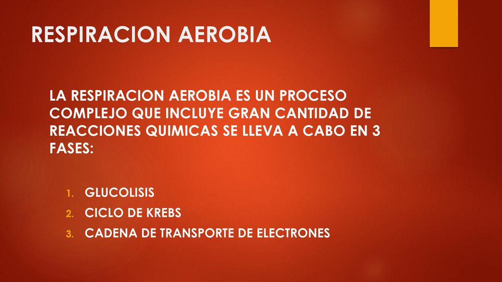 RESPIRACION AEROBIA LA RESPIRACION AEROBIA ES UN PROCESO COMPLEJO QUE INCLUYE GRAN CANTIDAD DE REACCIONES QUIMICAS SE LLEVA A CABO EN 3 FASES: