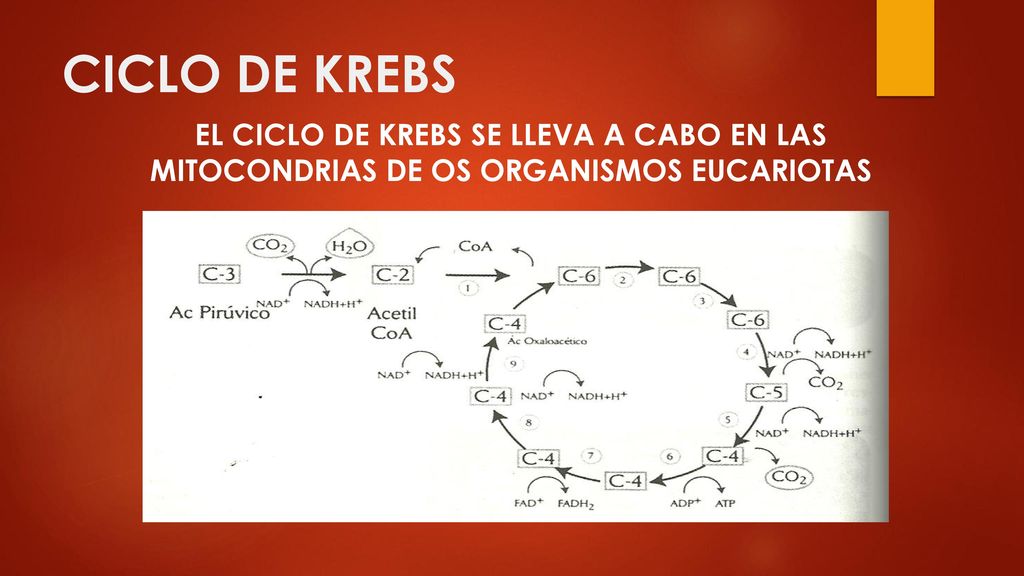 CICLO DE KREBS EL CICLO DE KREBS SE LLEVA A CABO EN LAS MITOCONDRIAS DE OS ORGANISMOS EUCARIOTAS