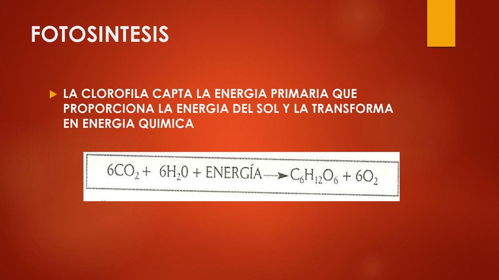 FOTOSINTESIS LA CLOROFILA CAPTA LA ENERGIA PRIMARIA QUE PROPORCIONA LA ENERGIA DEL SOL Y LA TRANSFORMA EN ENERGIA QUIMICA.