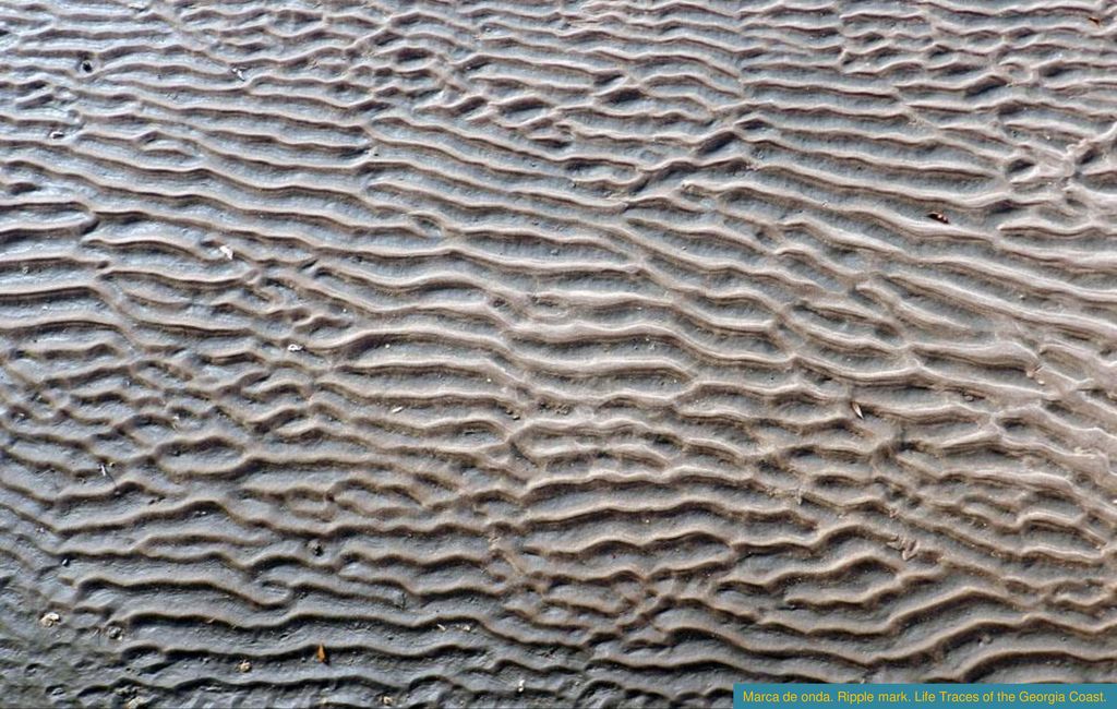 Marca de onda. Ripple mark. Life Traces of the Georgia Coast.