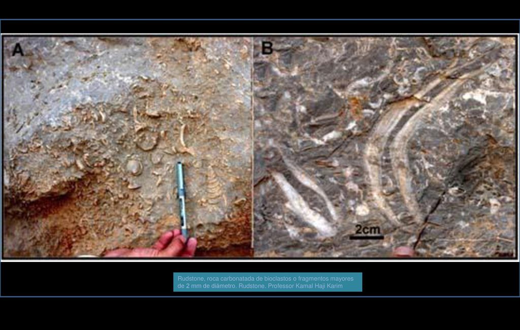 Rudstone, roca carbonatada de bioclastos o fragmentos mayores de 2 mm de diámetro. Rudstone. Professor Kamal Haji Karim
