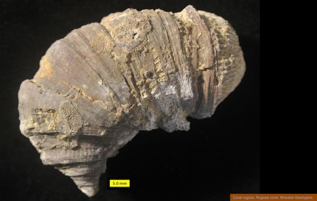 Coral rugoso. Rugose coral. Wooster Geologists.